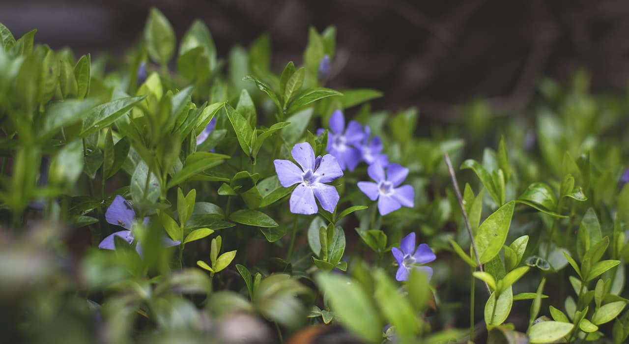 what-does-botany-as-a-science-study-visgardens-alt